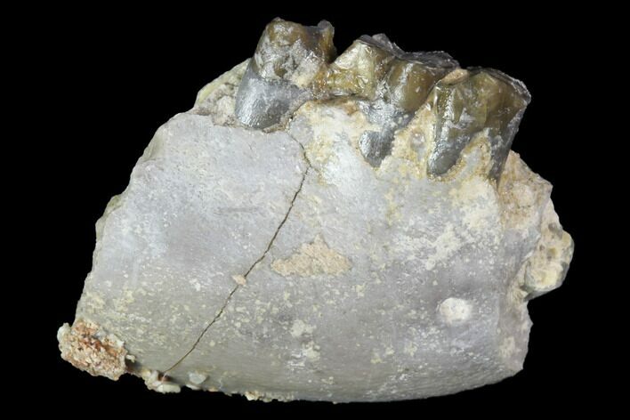 Oligocene Ruminant (Leptomeryx) Jaw Section - South Dakota #100417